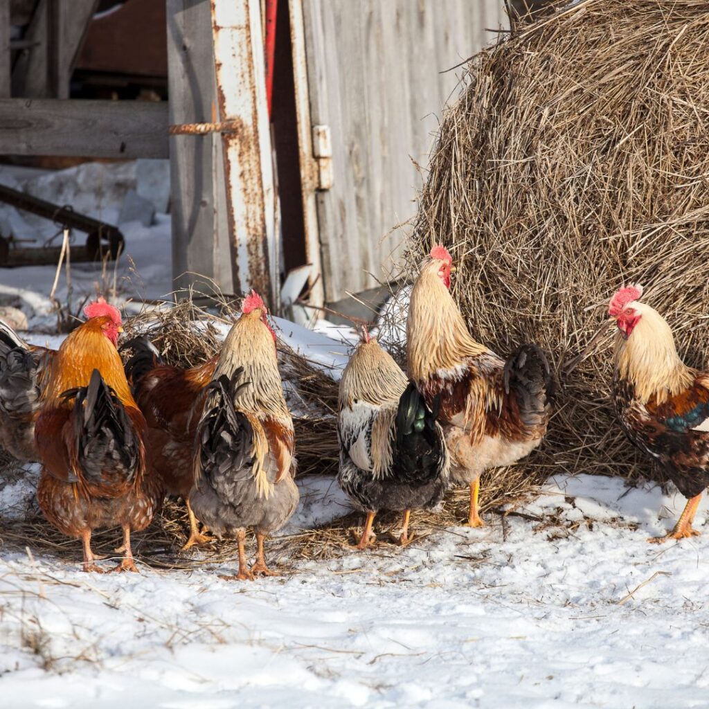 mixed flock in the snow