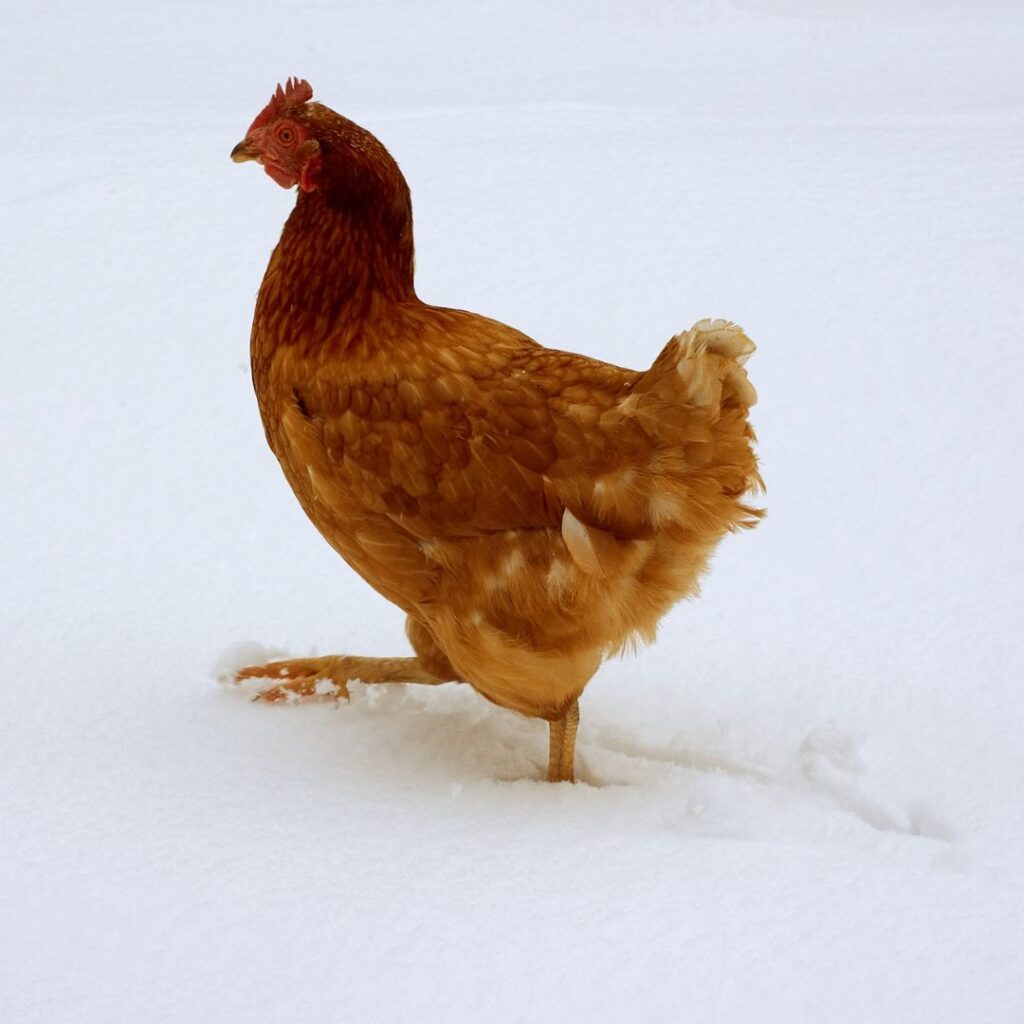 red chicken in snow