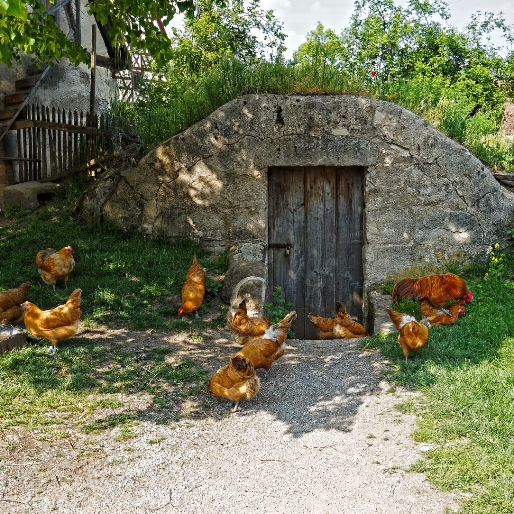 Chickens in the shade