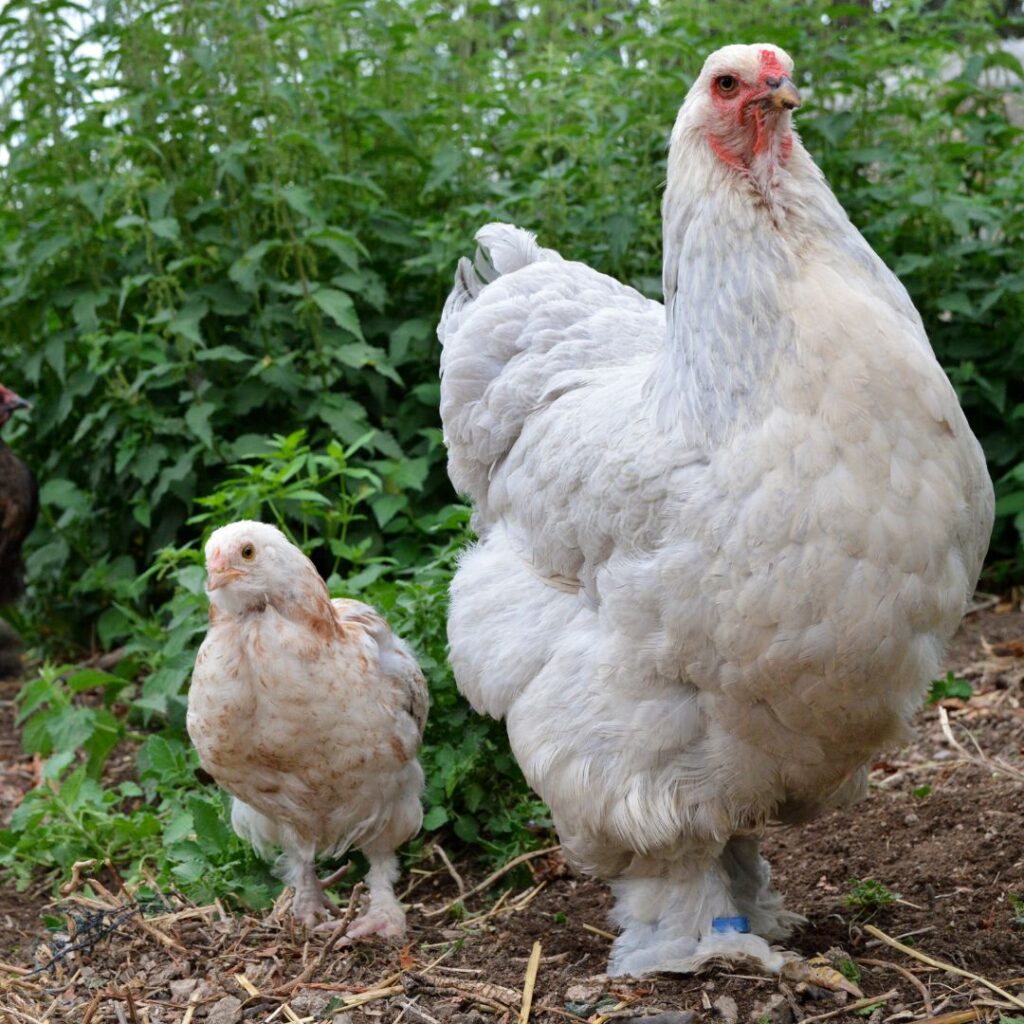 brahma hen with young chick