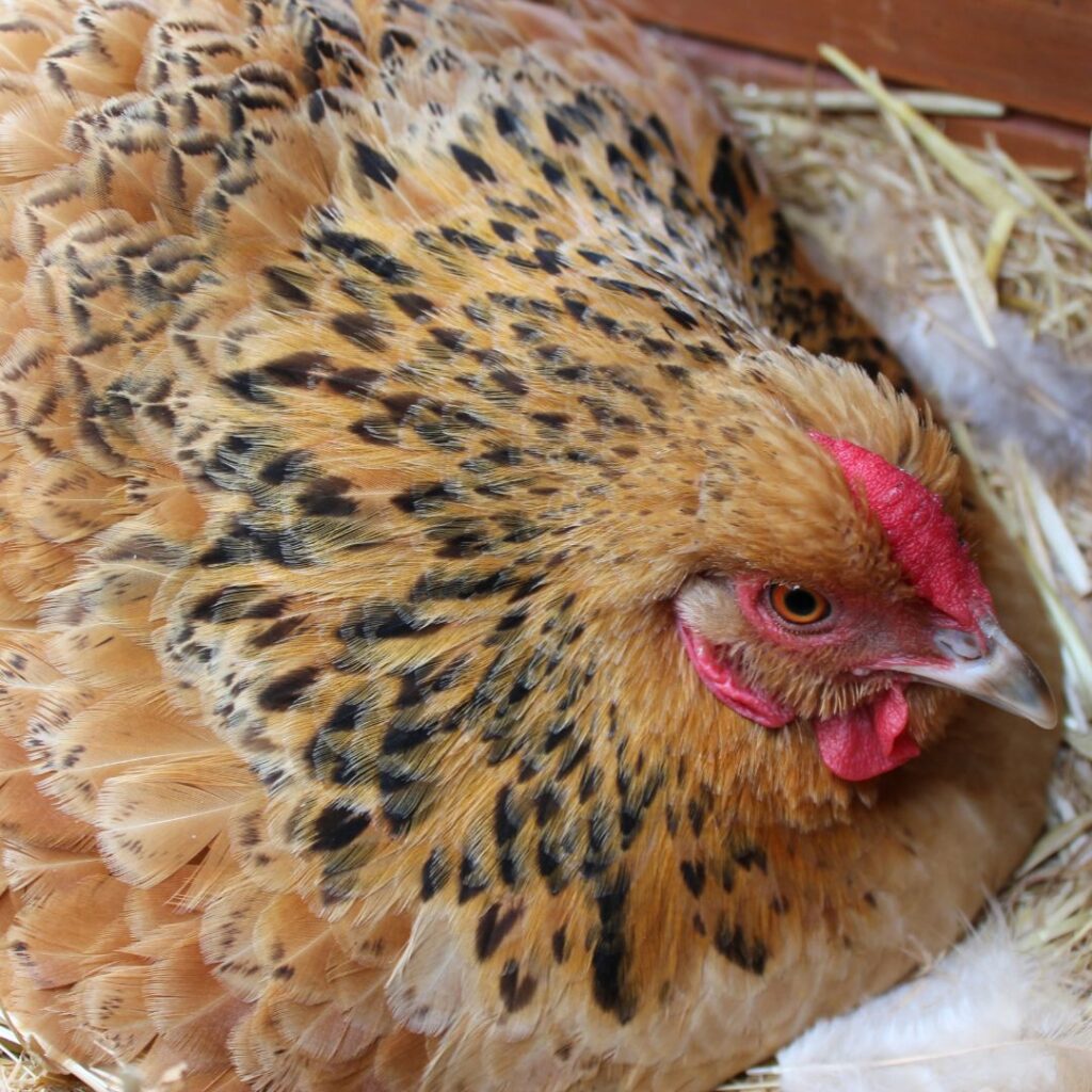 24+ Best Broody Chicken Breeds for Hatching Eggs