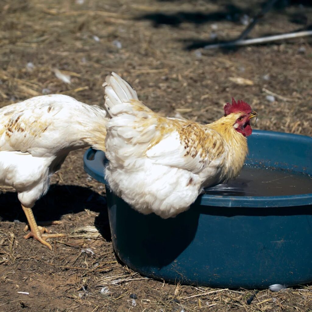 heat hardy chickens cooling off in a bowl of water outdoors