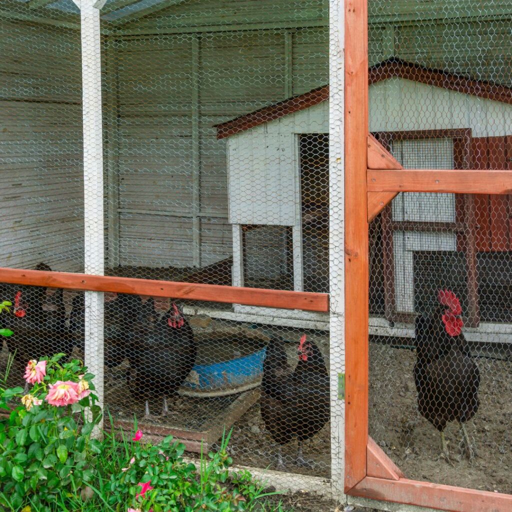 even heat hardy chickens like shady chicken coops