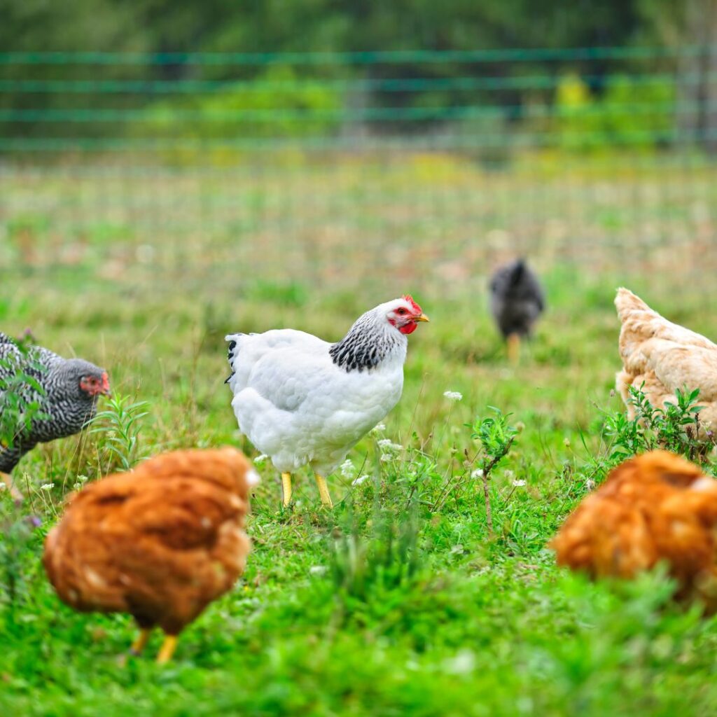 chickens eating weeds, heat hardy chickens in a sunny field with cool green grass
