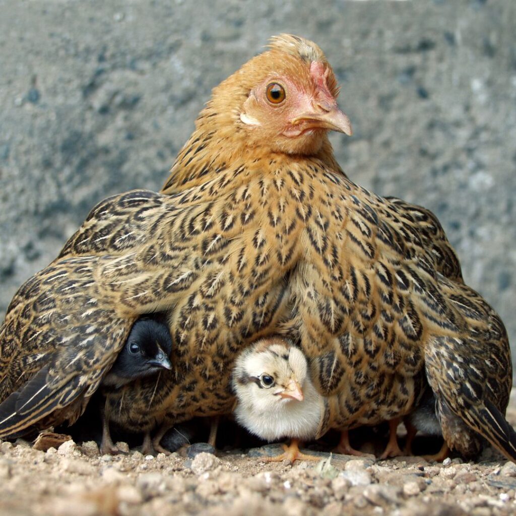 Hen keeping baby chicks warm underneath her feathers