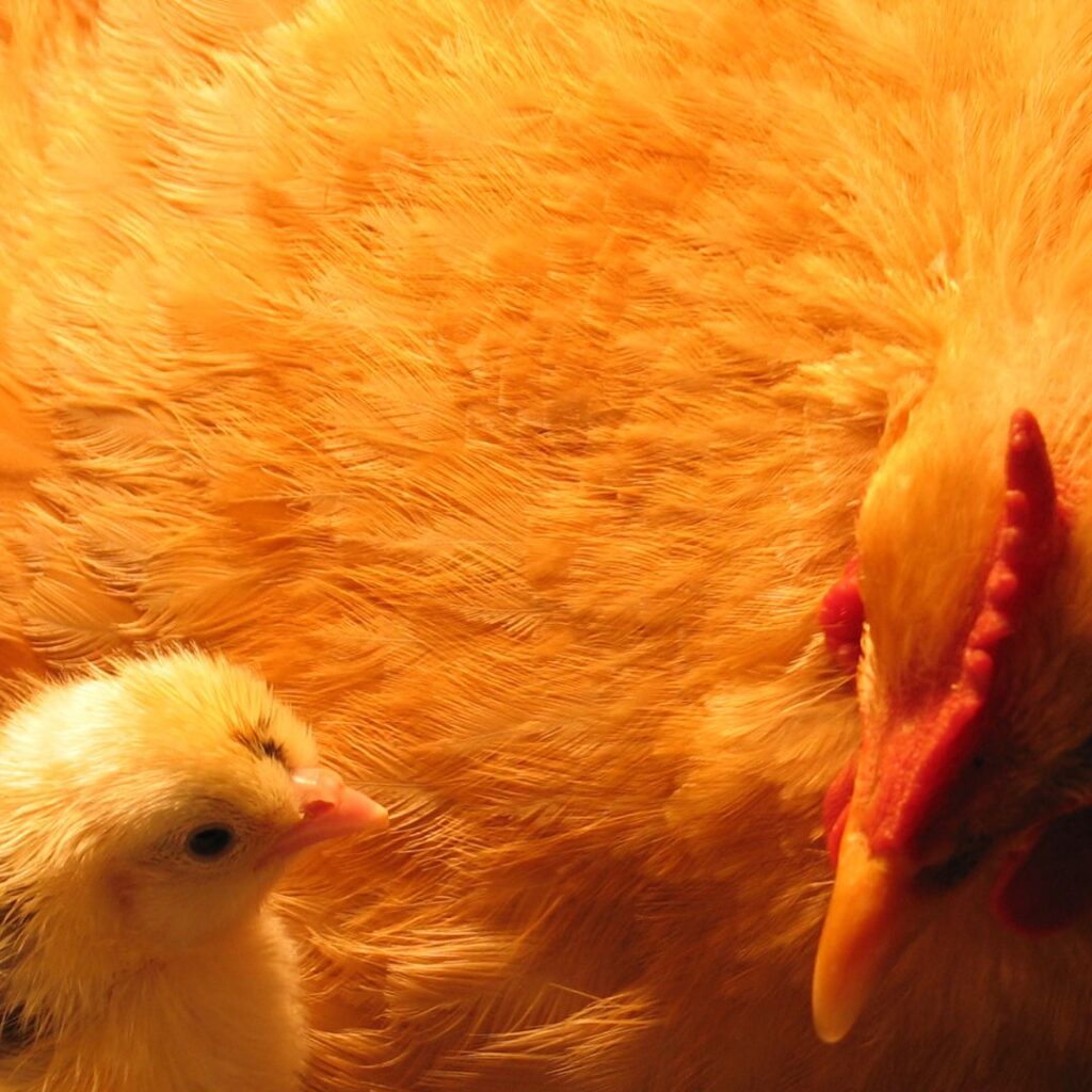 mother hen with chick