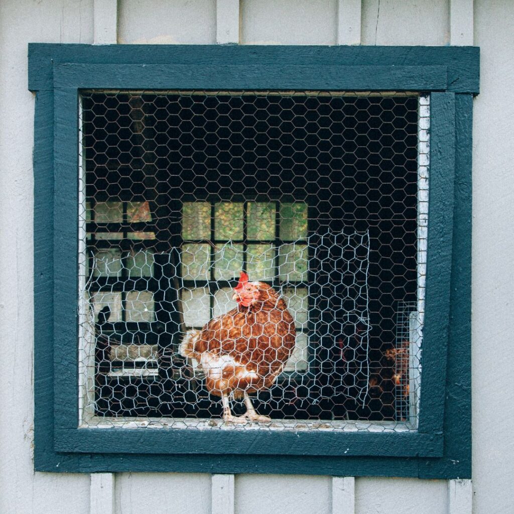 screen window for chicken coop