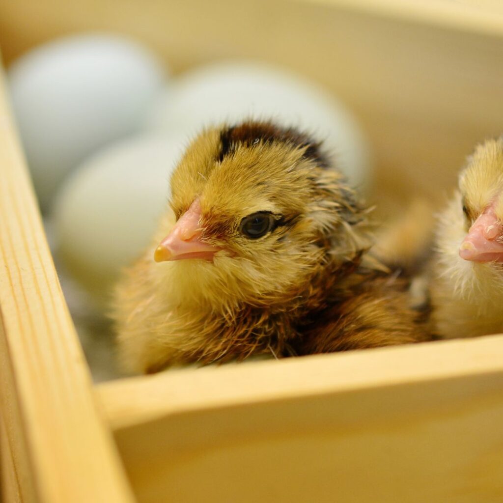 two chicks in a box