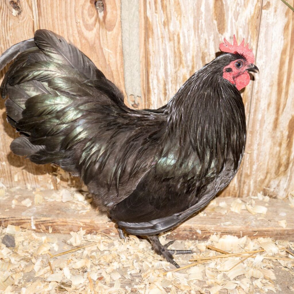 Black Langshan Rooster (Bantam)