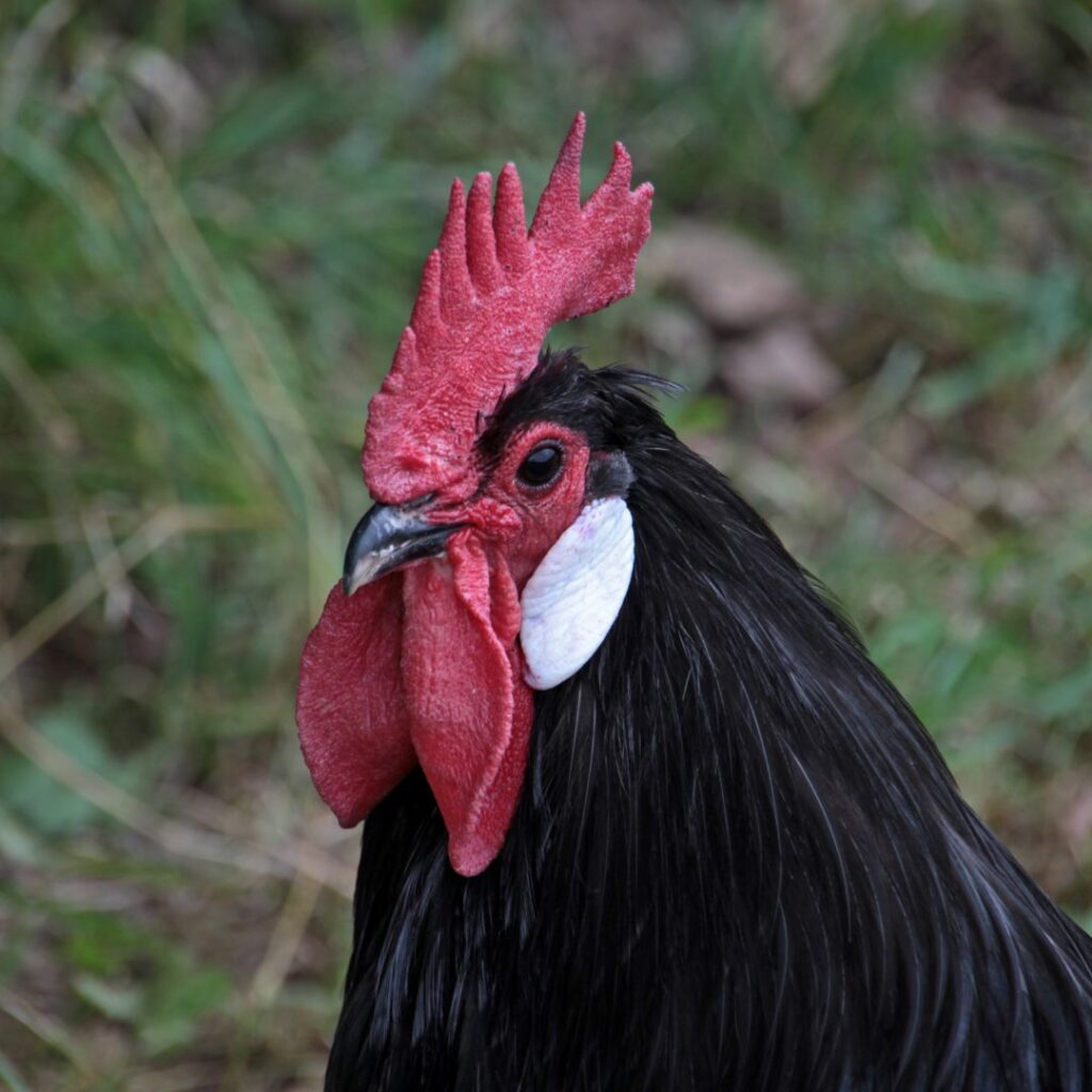 Java Rooster