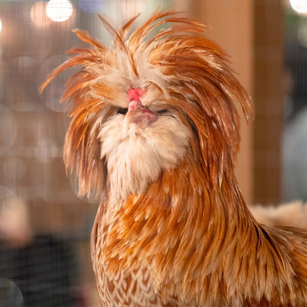 bearded polish rooster