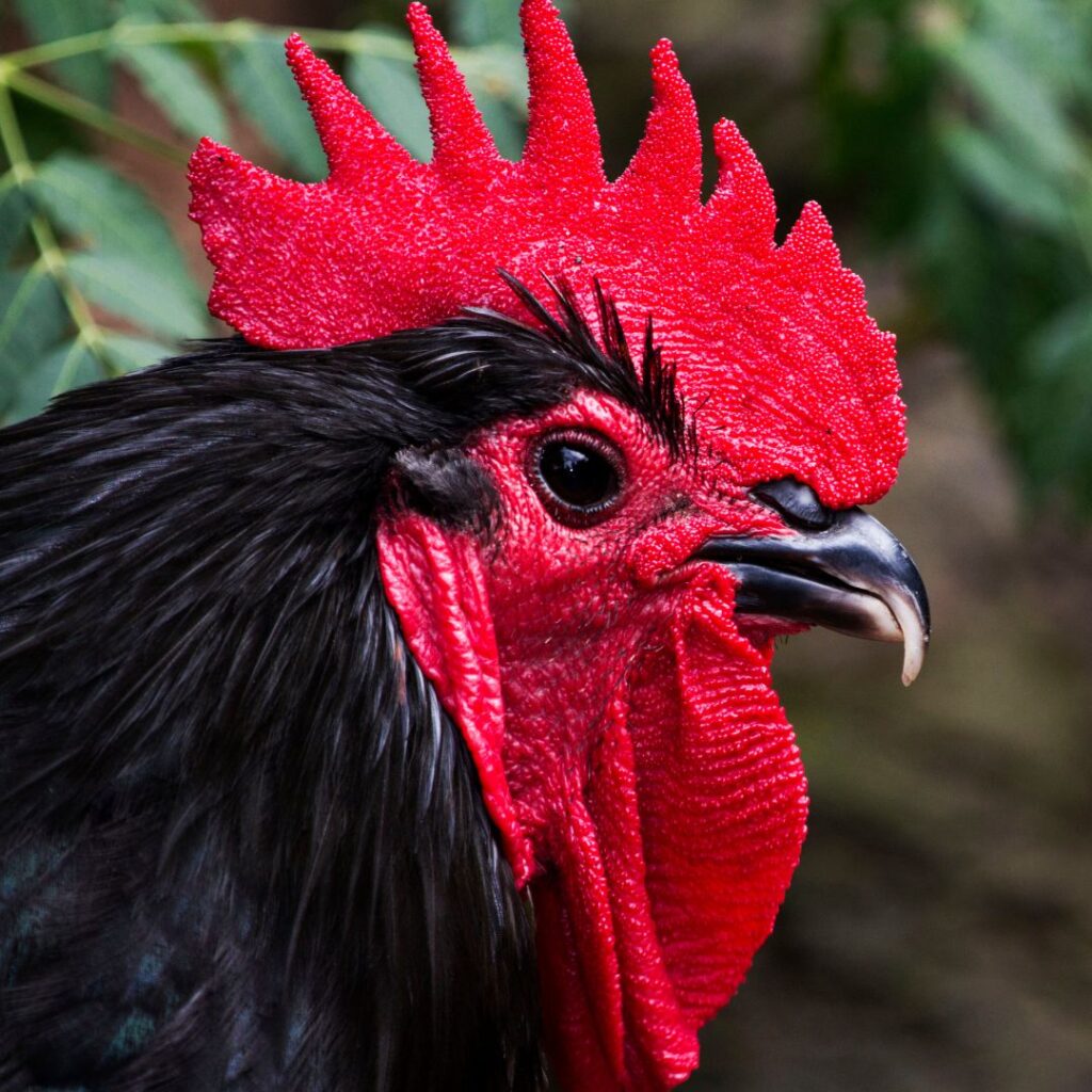 black rooster type
