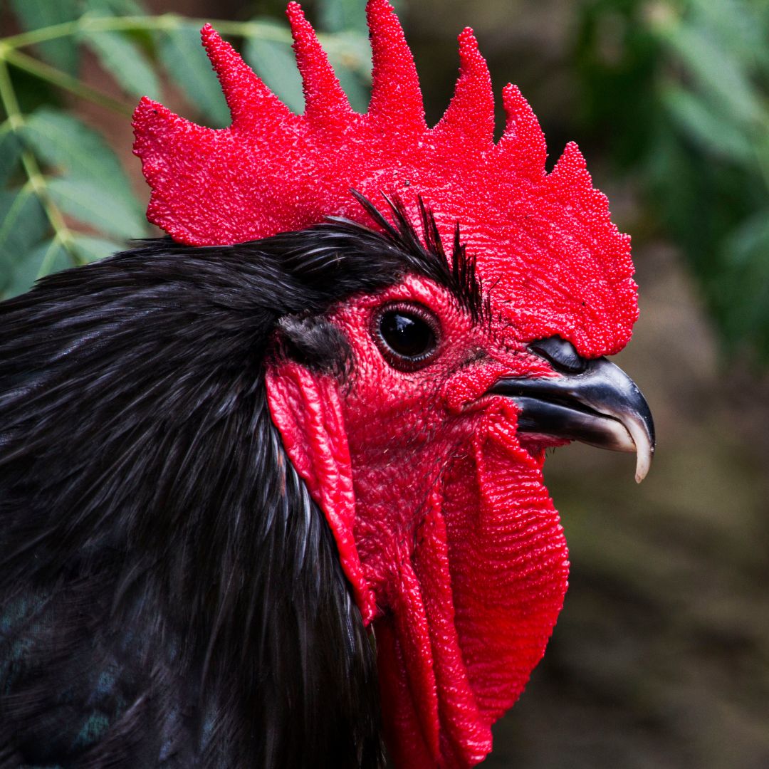 15 Best Rooster Types & 3 Bantam Roosters: Sustainable Flock
