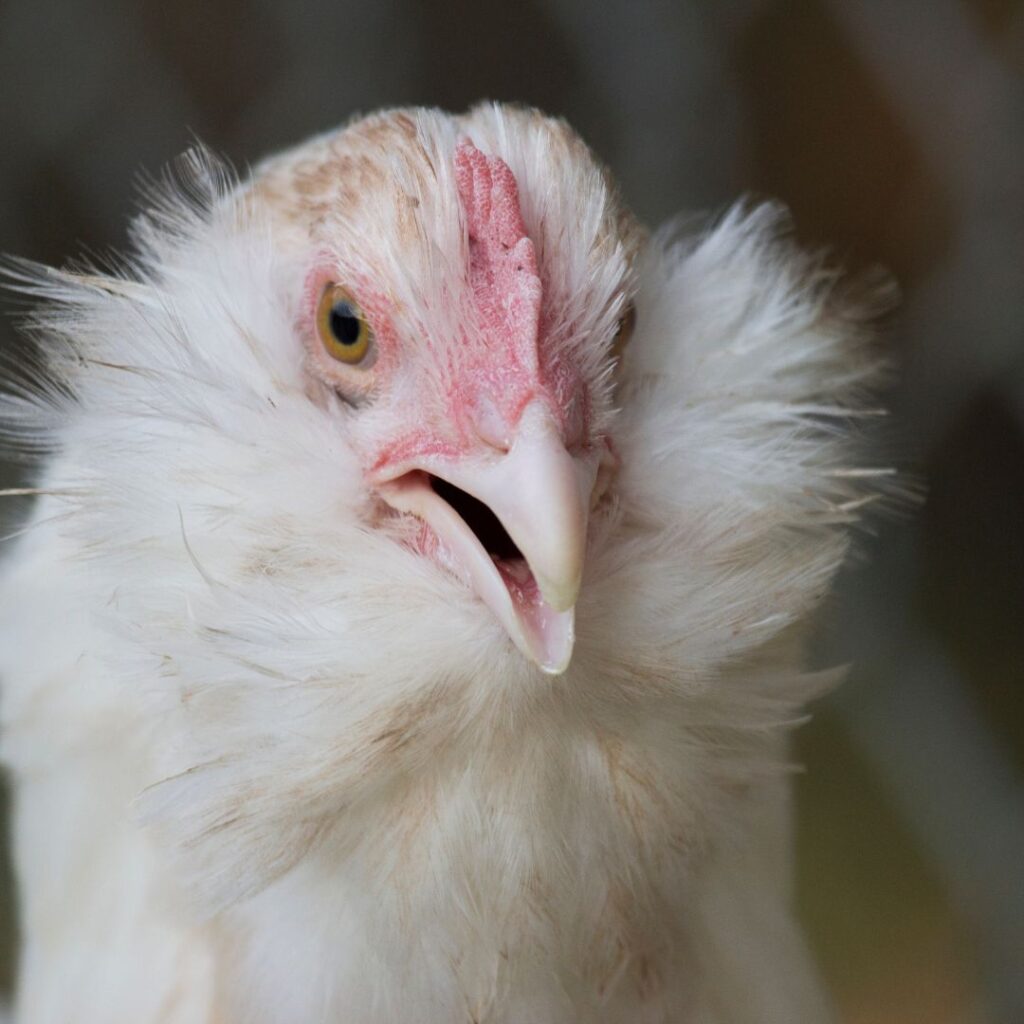 closeup faverolle hen face (1)