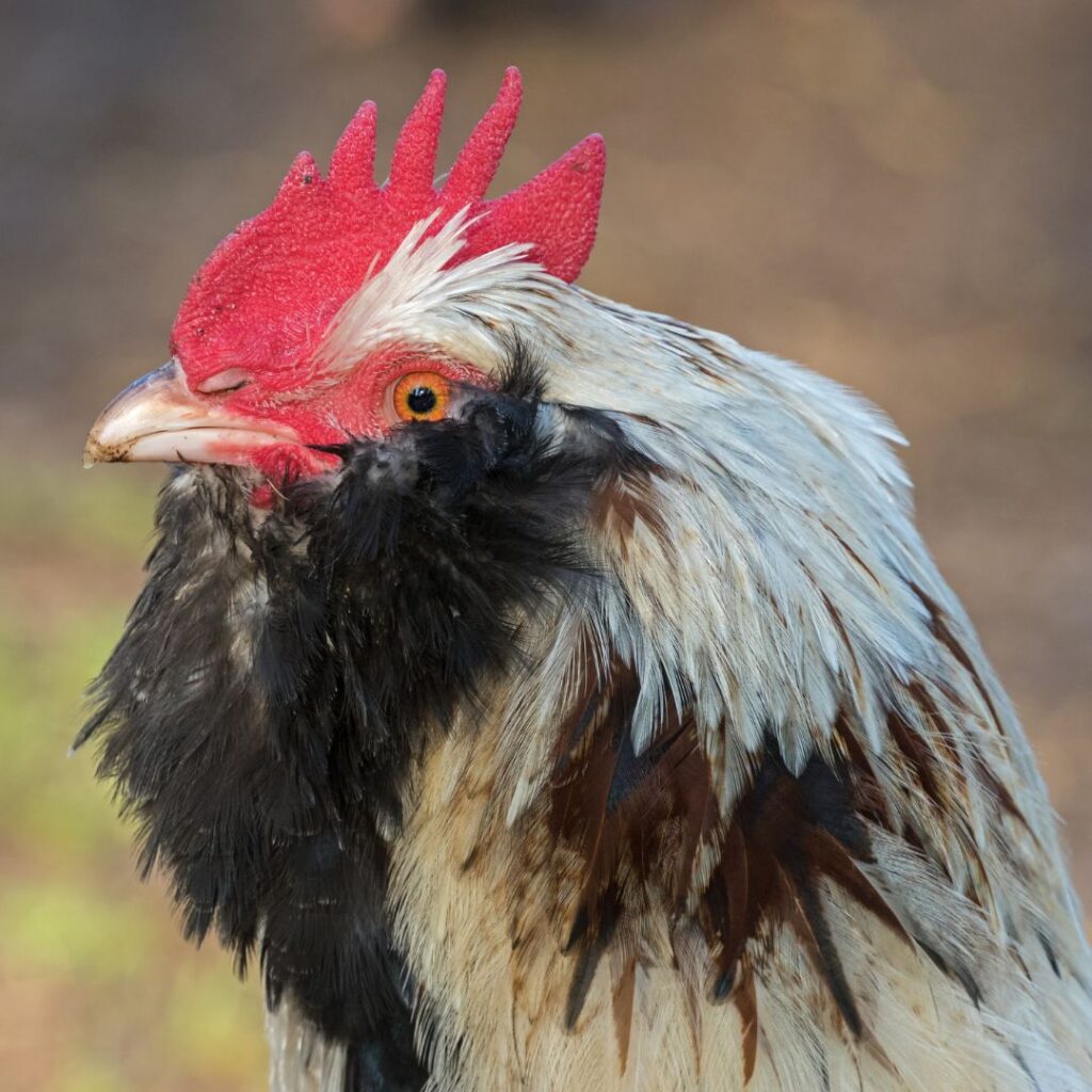 closeup faverolles rooster face