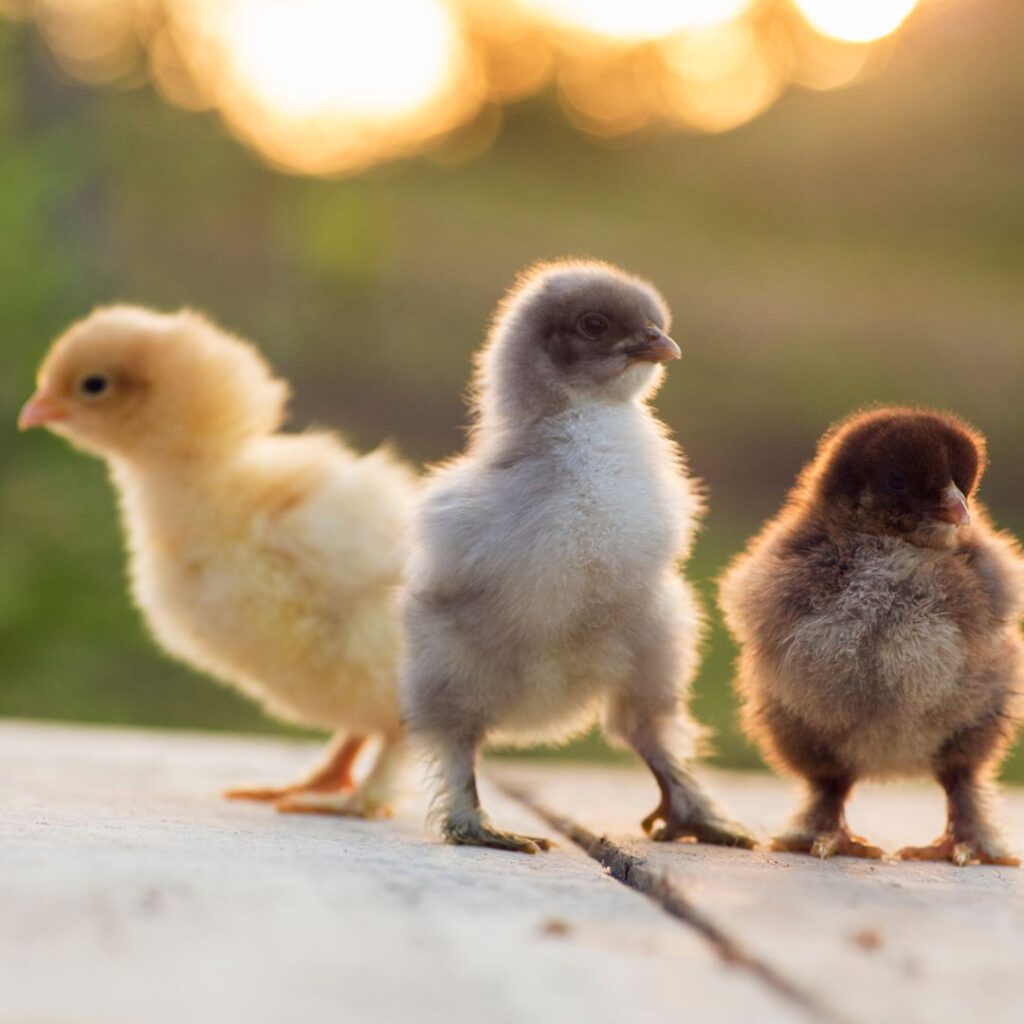 cochin and brahma chicks, two of the most popular and best heritage chicken breeds