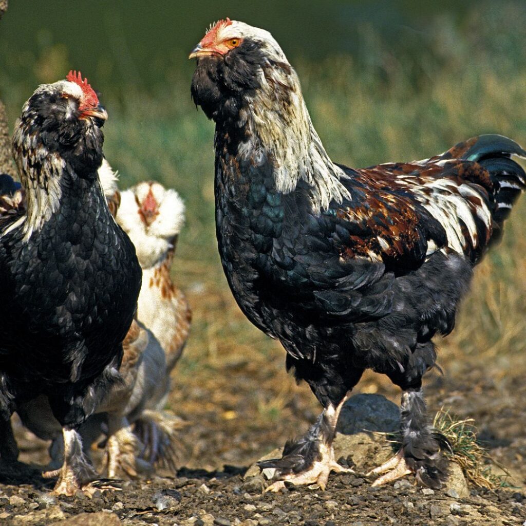 favorelles chickens foraging for weeds and bugs