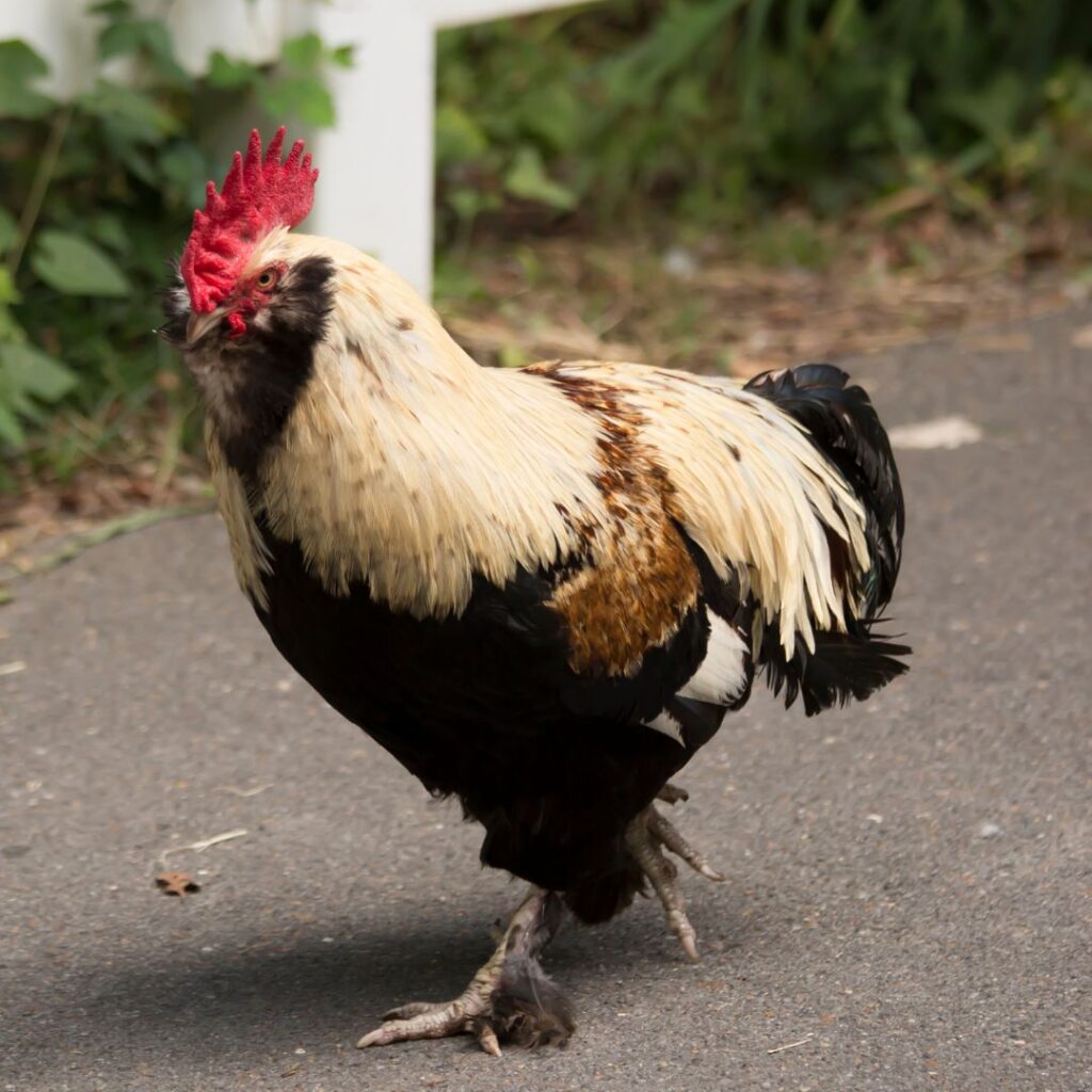 faverolles rooster (1)