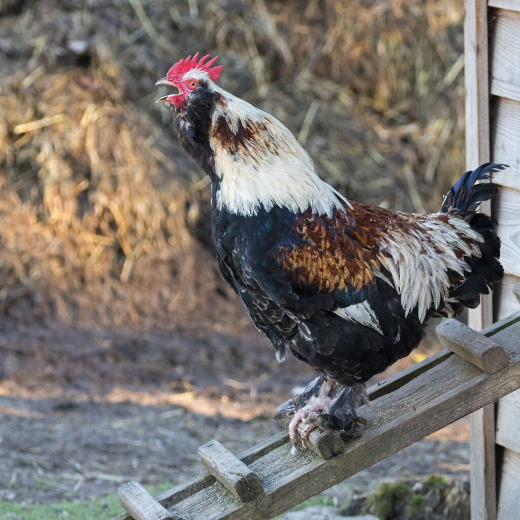 faverolles rooster crowing