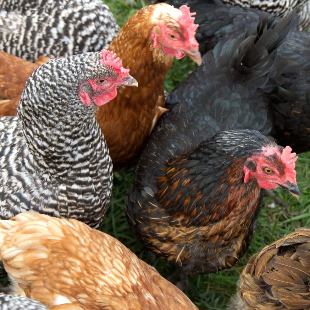 51 Heritage Chicken Breeds At Risk