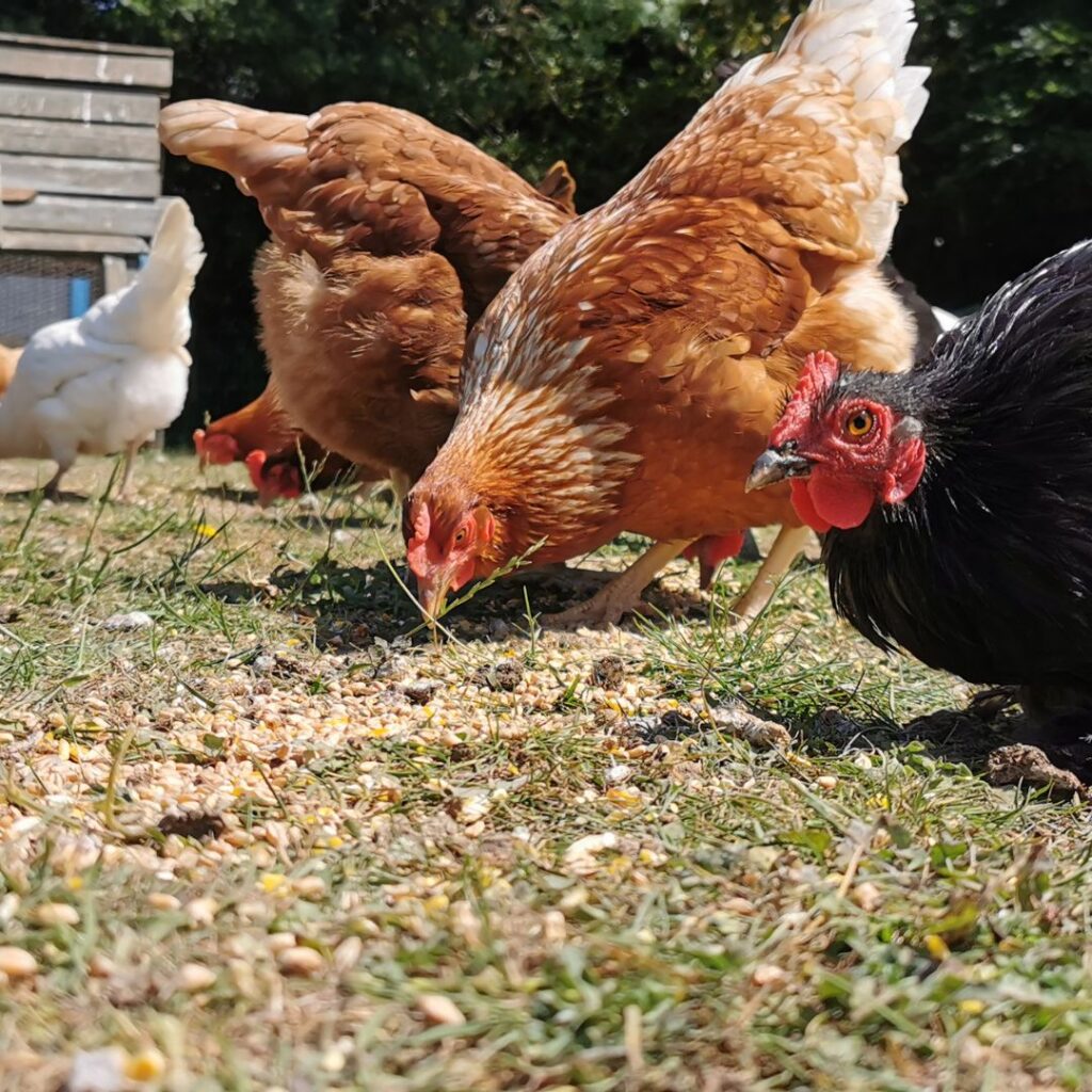 large chickens eating ticks and other bugs