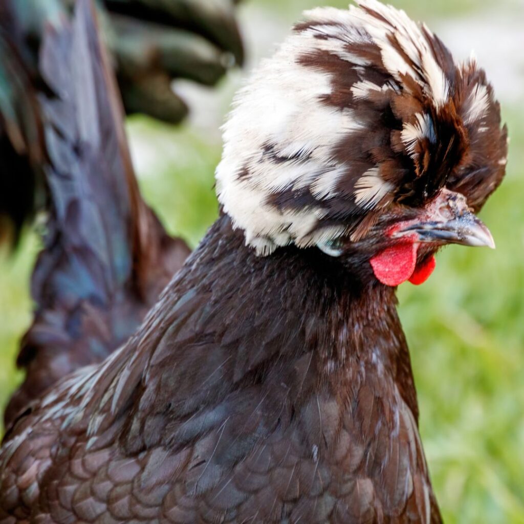 polish hen crested feathers