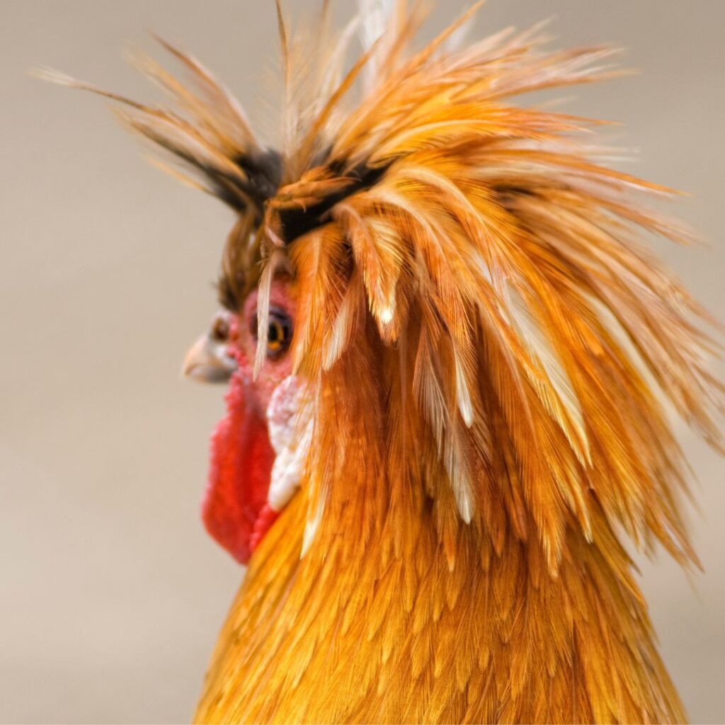 polish rooster