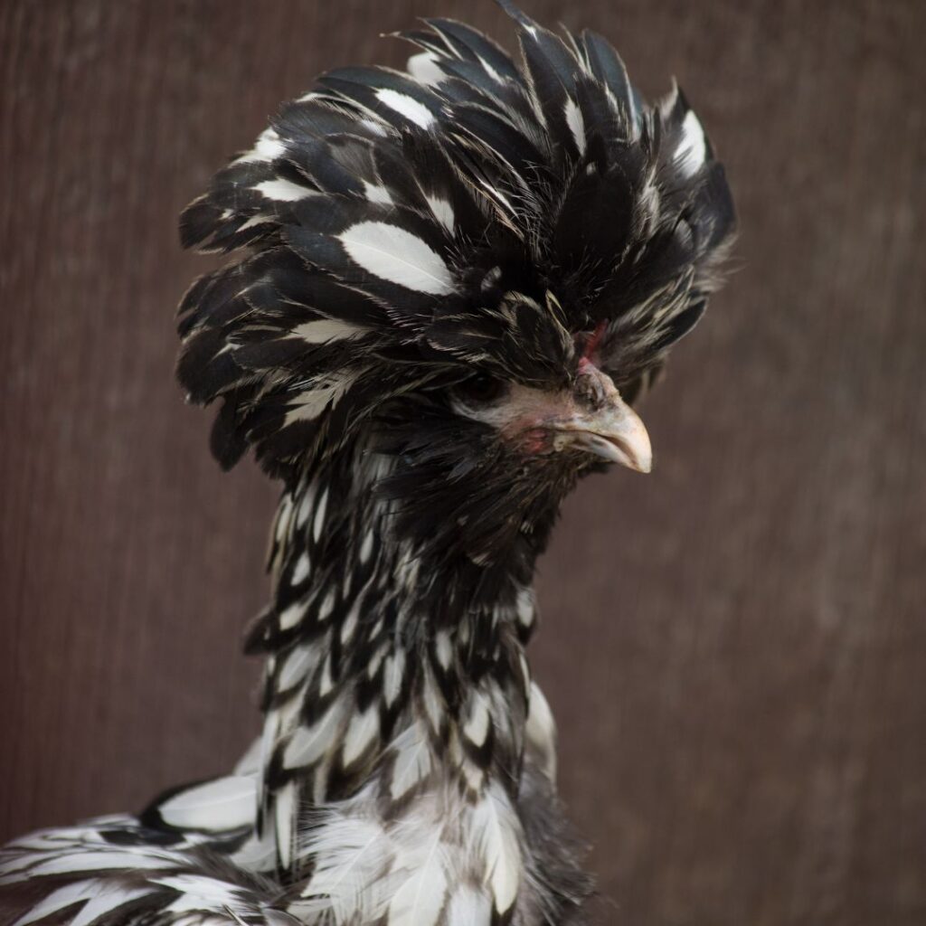 silver laced polish chicken, top hat chicken breeds, tophatter chickens