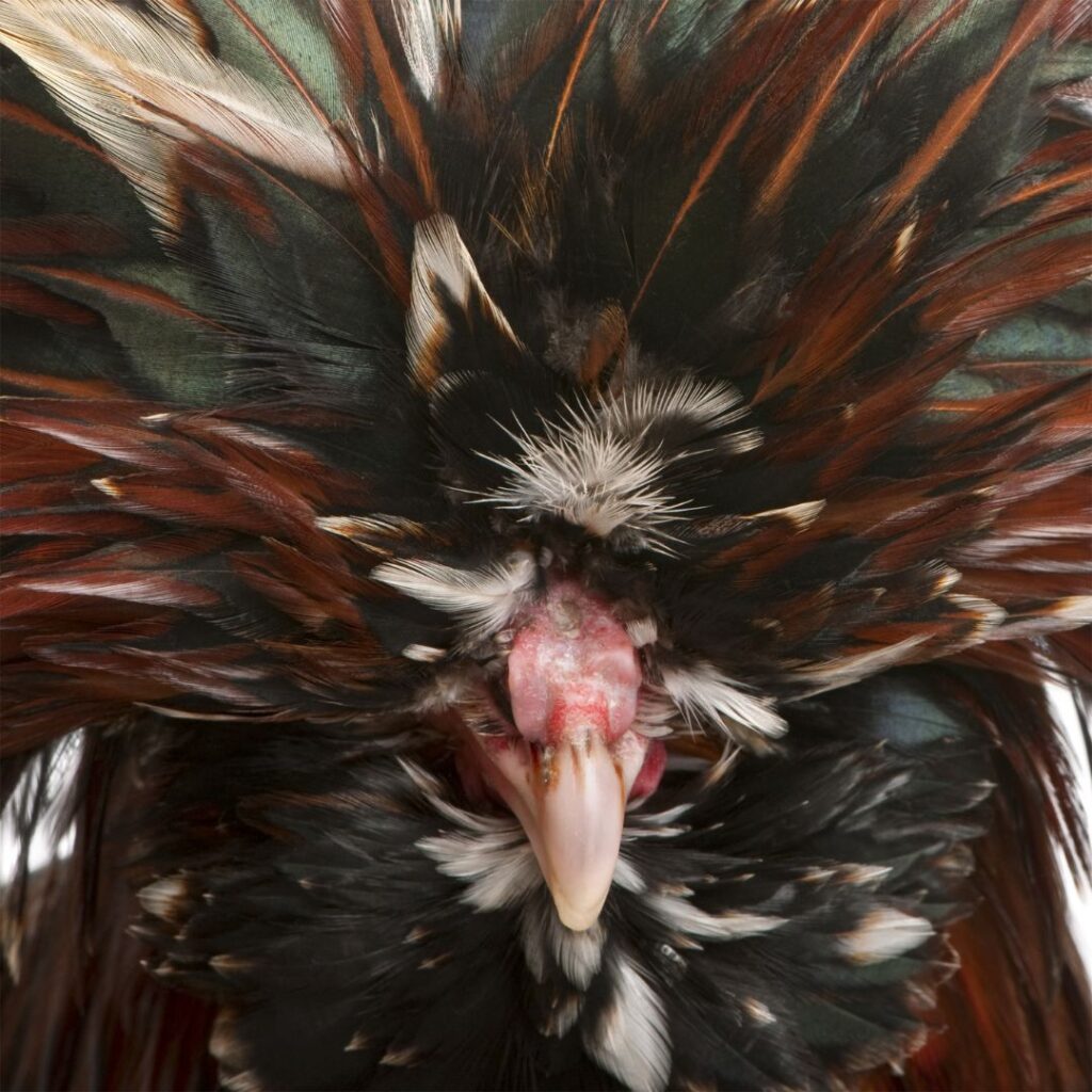 tollbunt tri color polish rooster