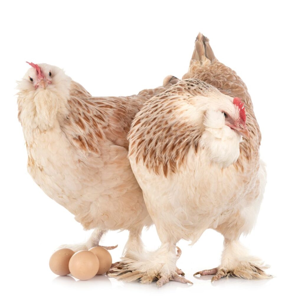 two Faverolle hens with eggs