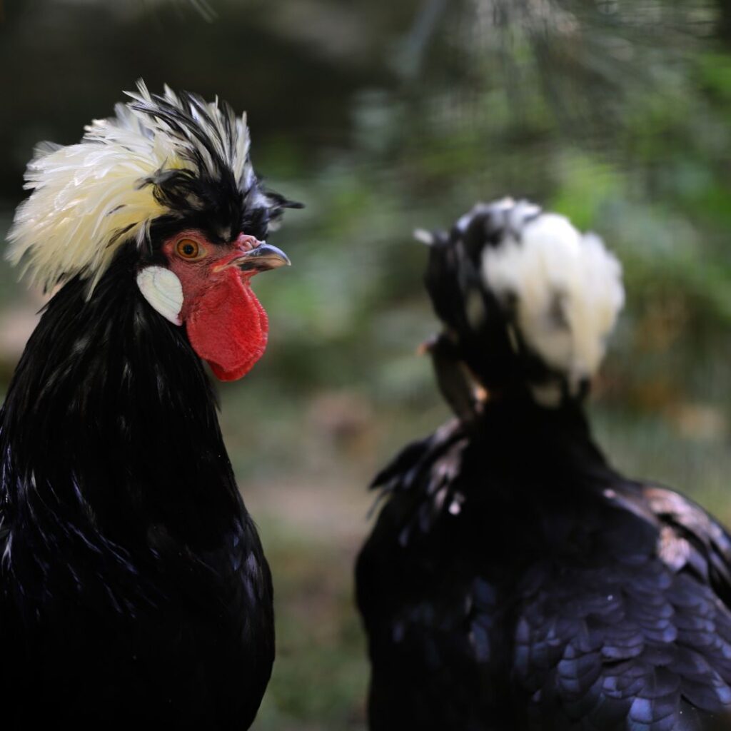 white crested black polish rooster and hen