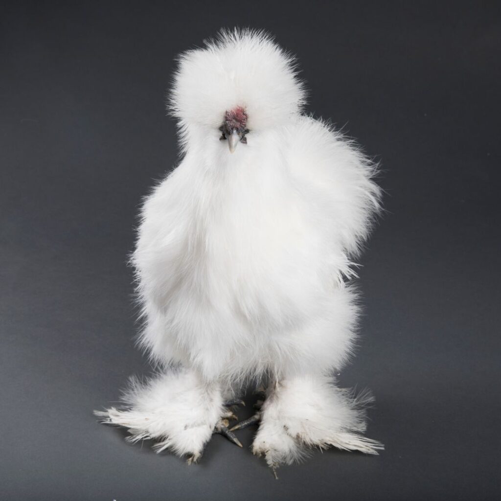 white silkie rooster bantam chicken