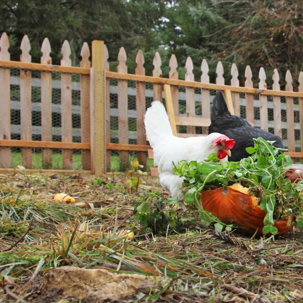 chickens eating carrots in a garden