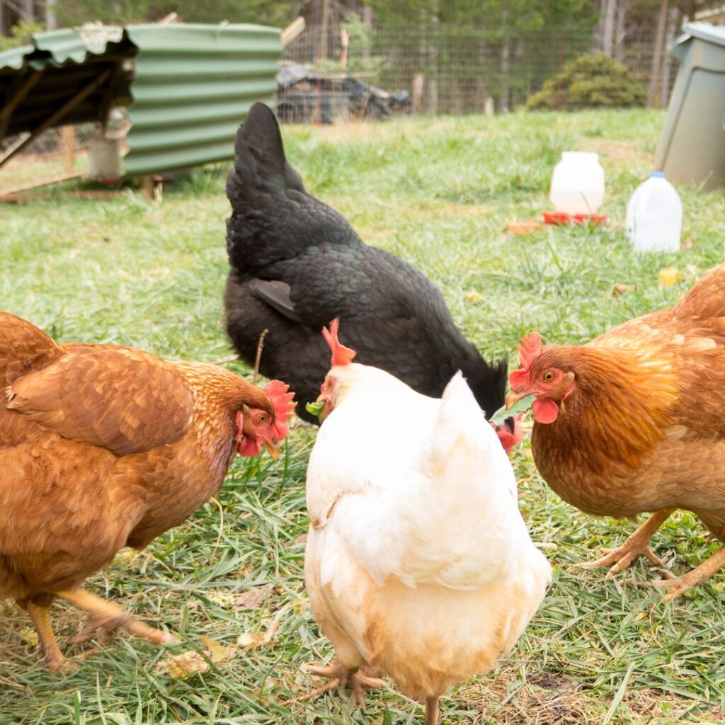 chickens foraging for ticks