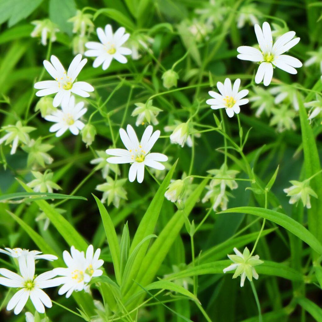 chickweed, chick weed