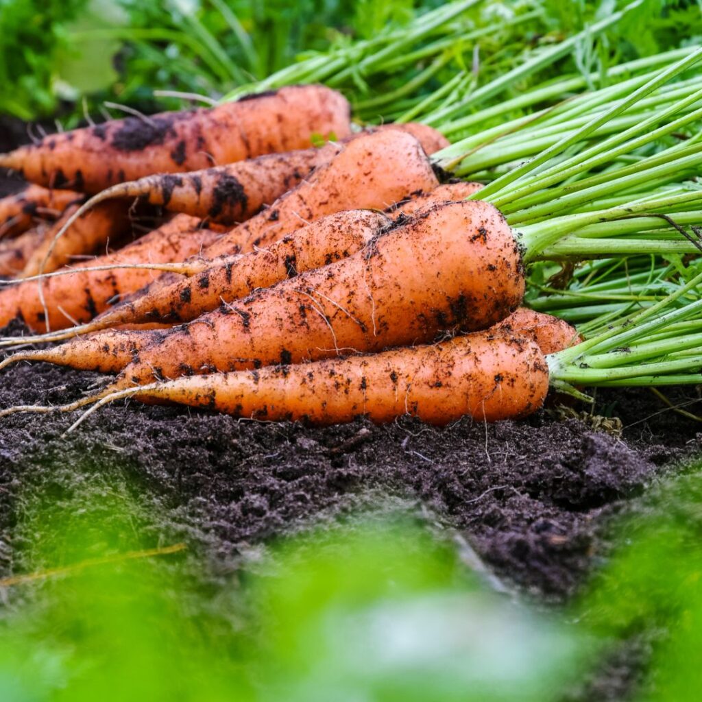 do chickens eat freshly dug up organic carrots? yes, they will dig these right up from your garden if not fenced in.