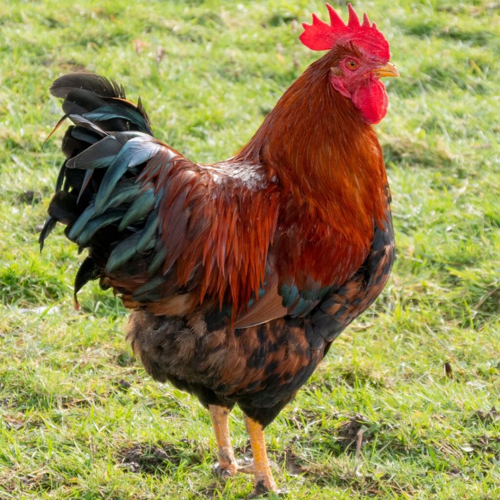 german langshan young rooster