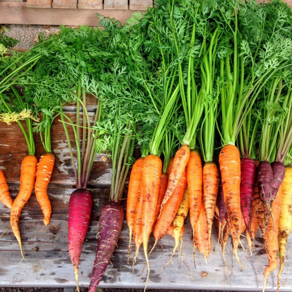 orange, yellow, red and purple carrots with carrot leavestops