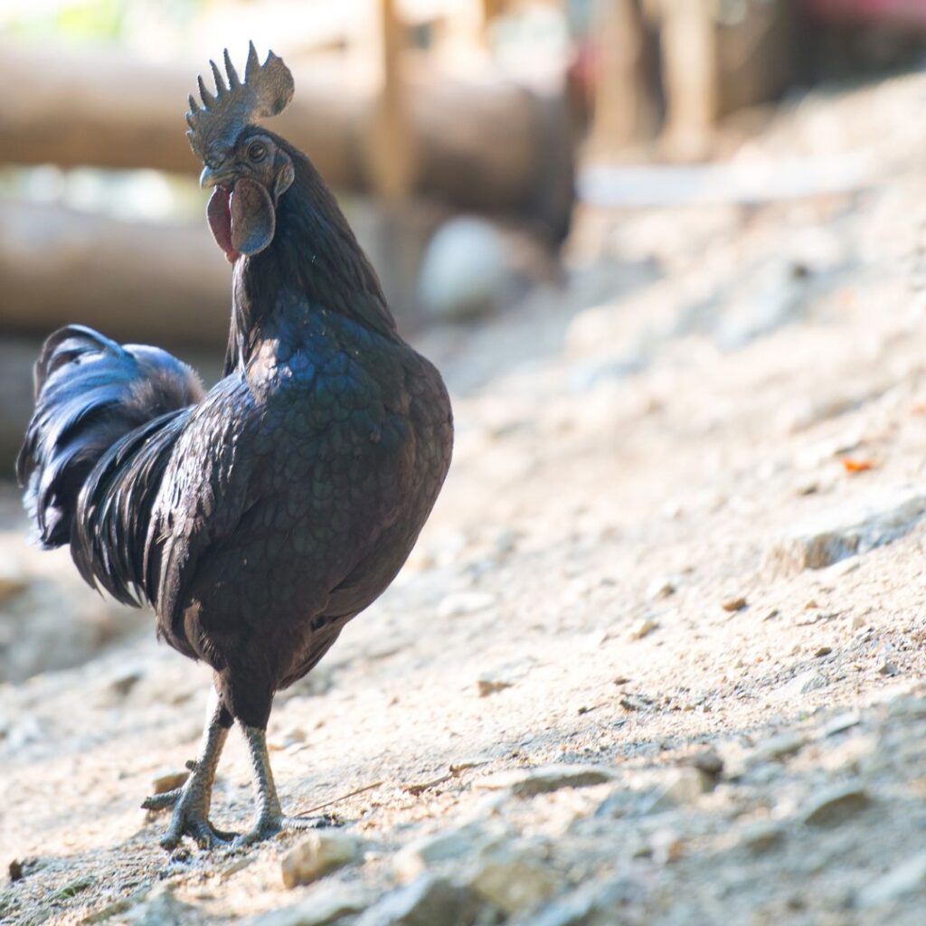 Ayam Cemani Chicken: Totally Black Inside and Out - Backyard Poultry