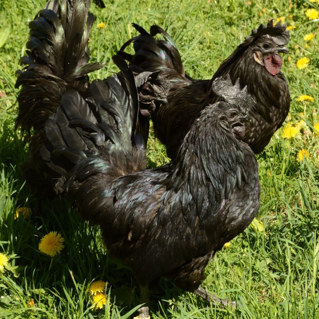 Ayam Cemani; black rooster breeds and hens