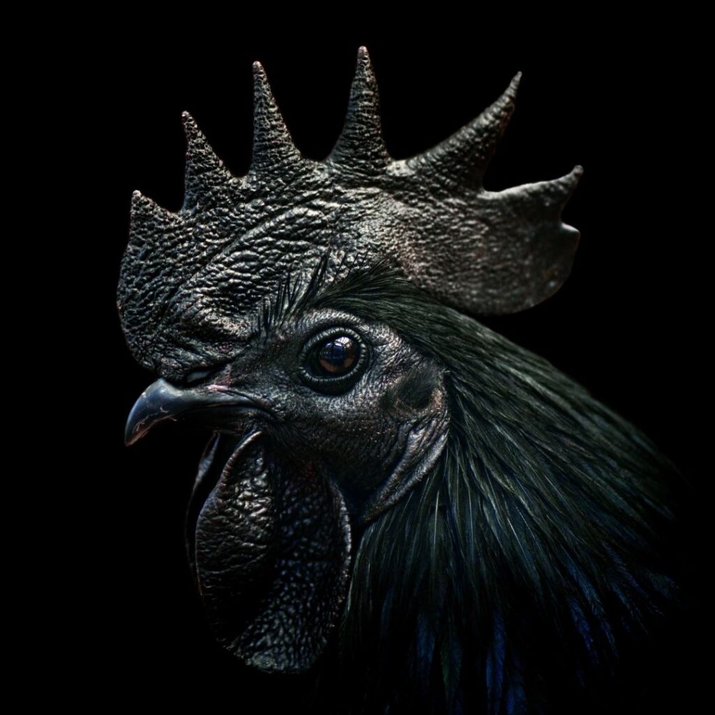 Ayam Cemani Rooste