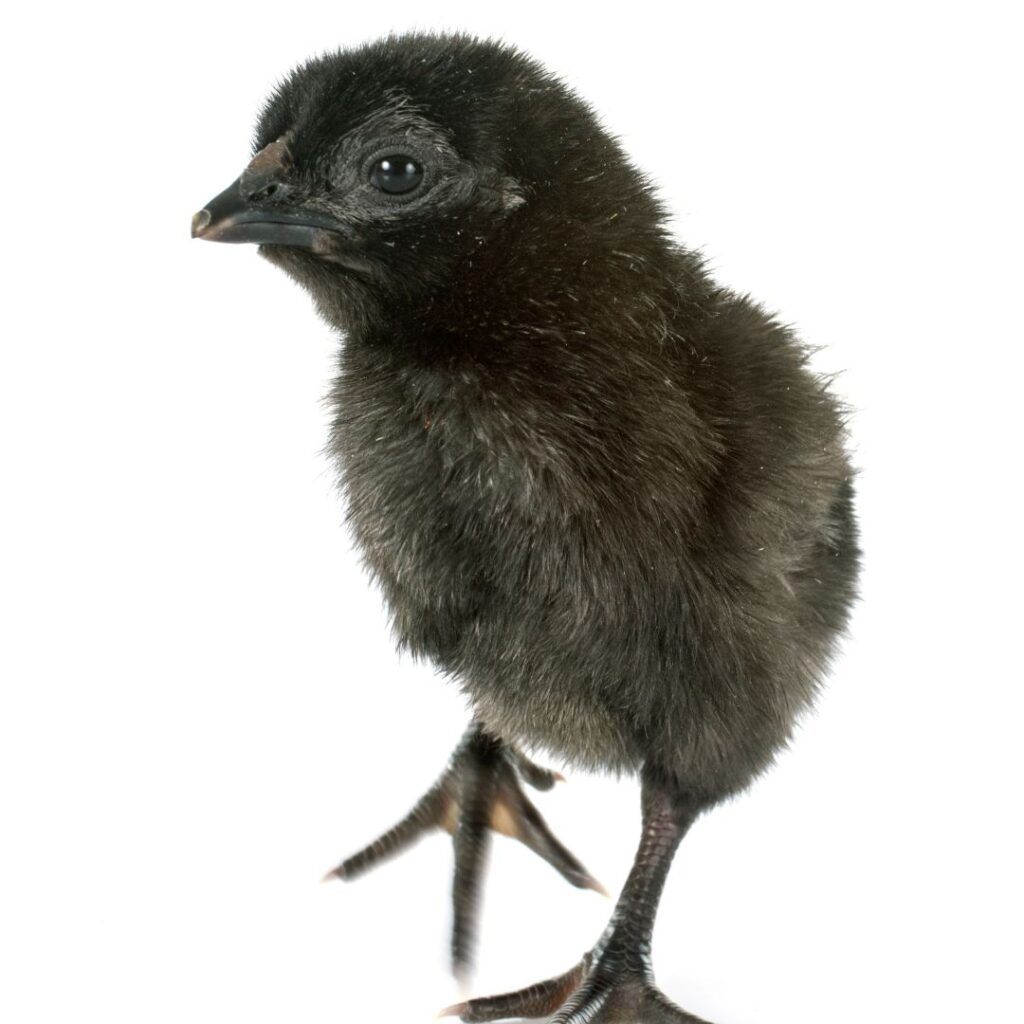 Ayam Cemani baby chick