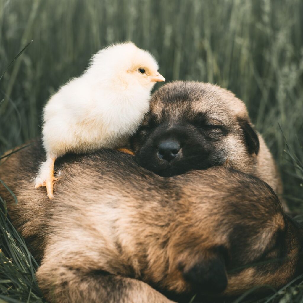 baby chick sitting with two puppies
