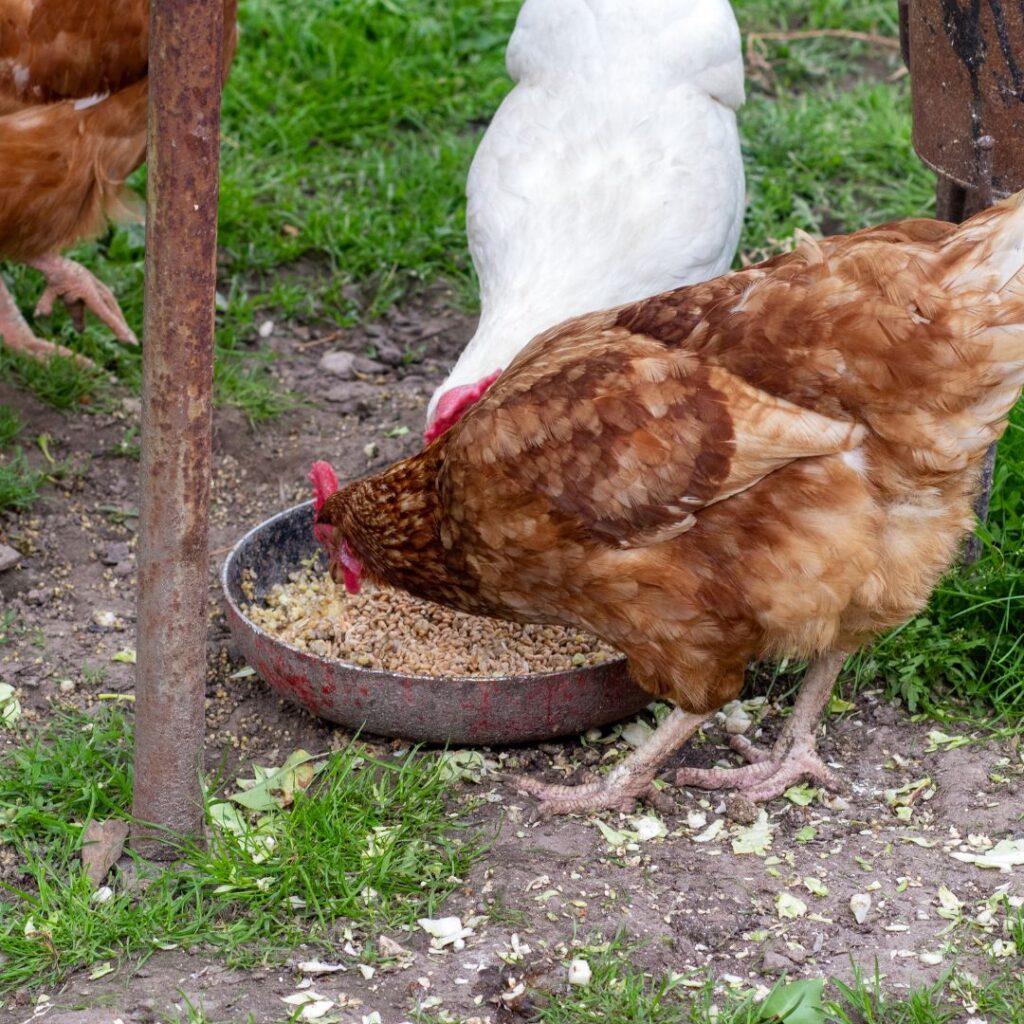 chickens eating oats