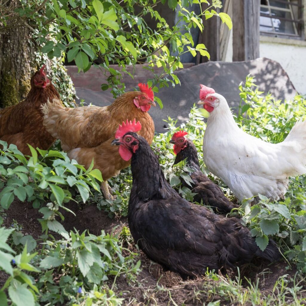 chickens forage in garden, free ranging