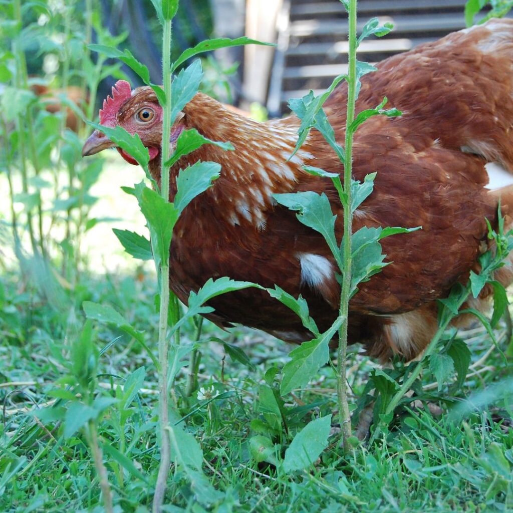 chickens forage in garden, free ranging (1)