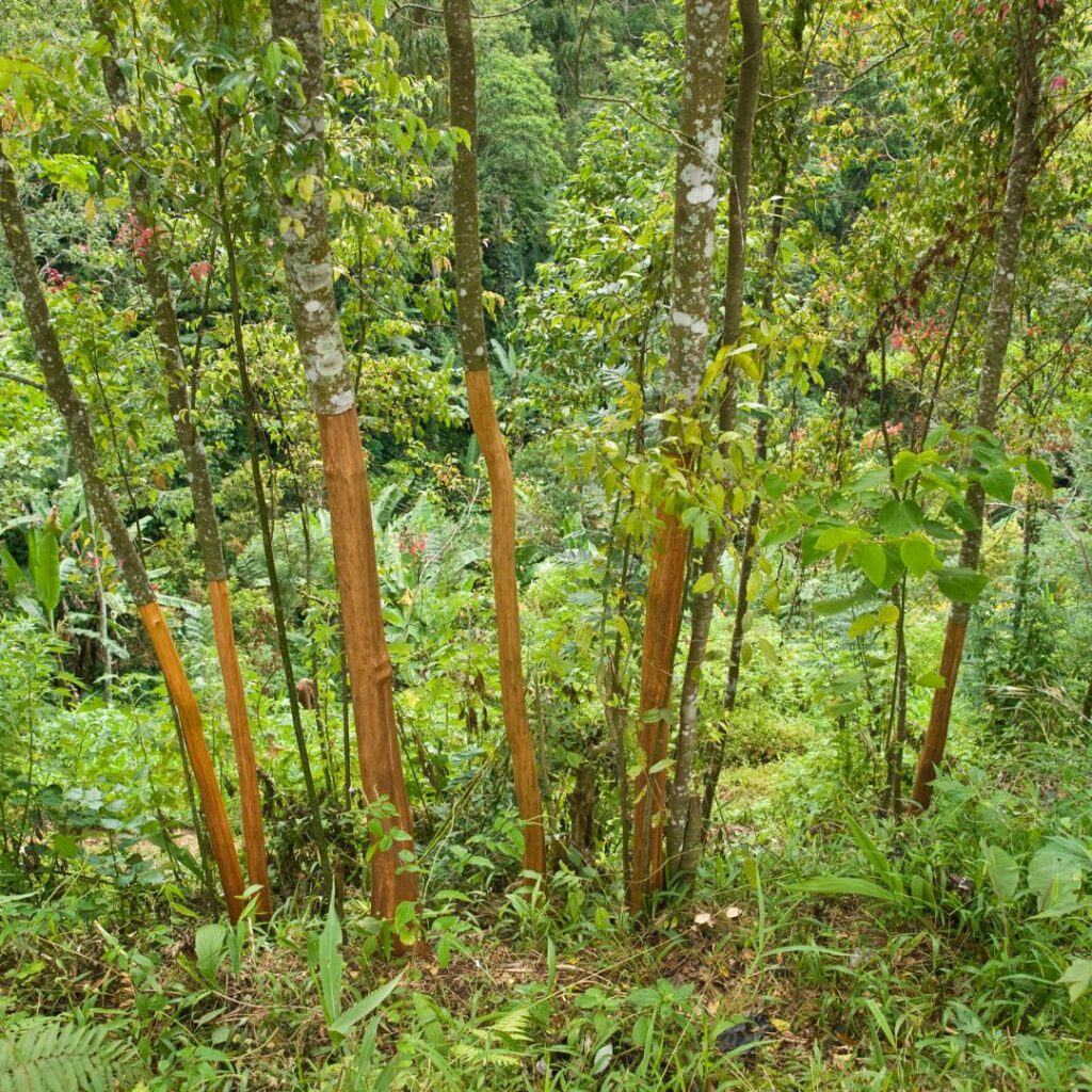 cinnamond trees in a forest