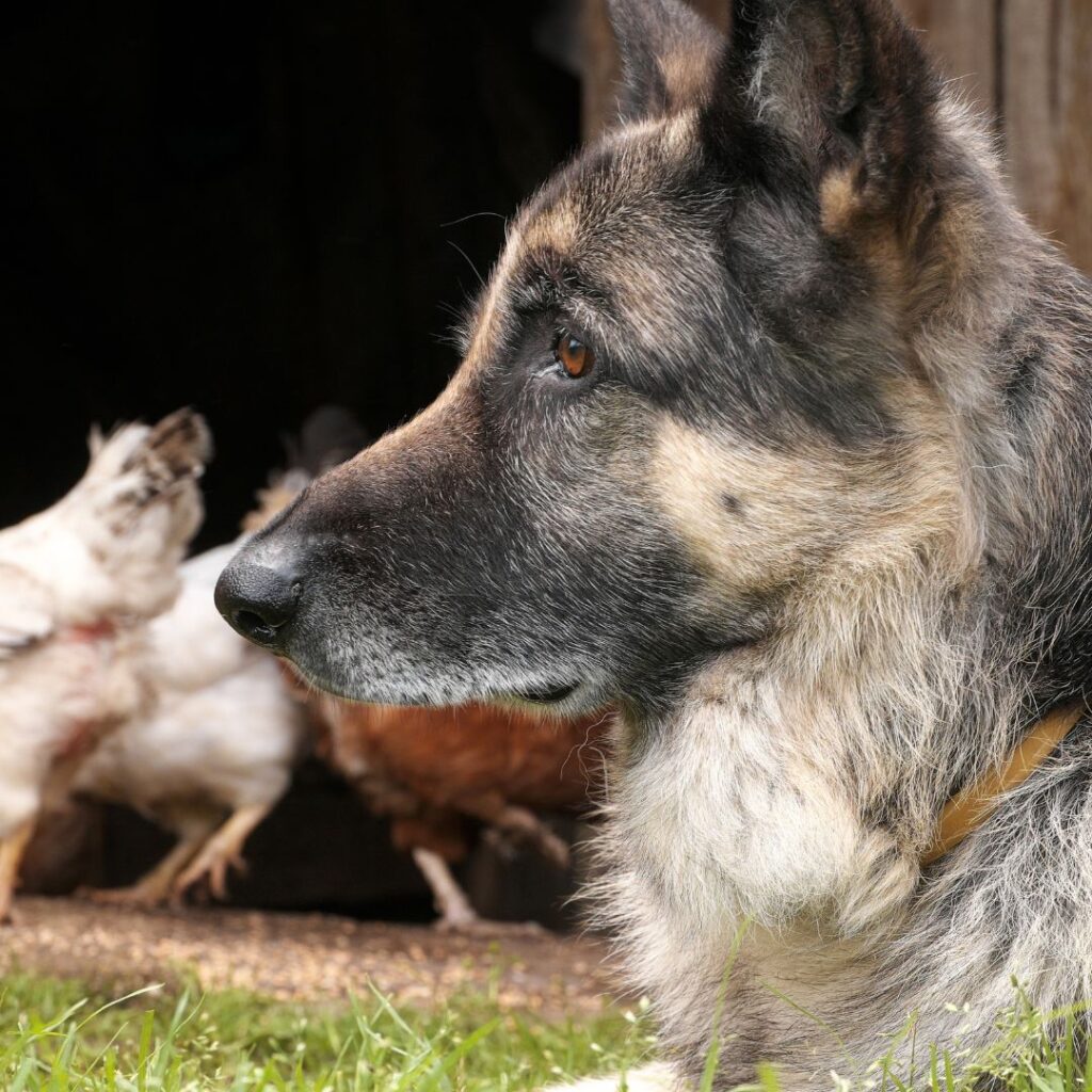 dog guarding chickens