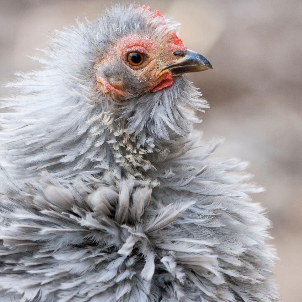 frizzle chicken, quirky and craziest looking chickens