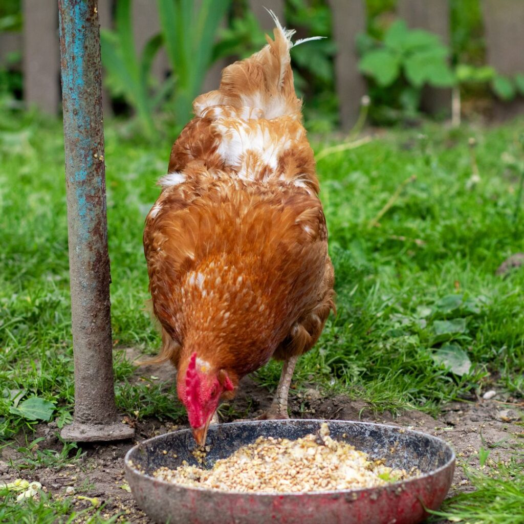 hen eating oats